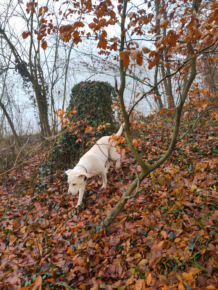 hund